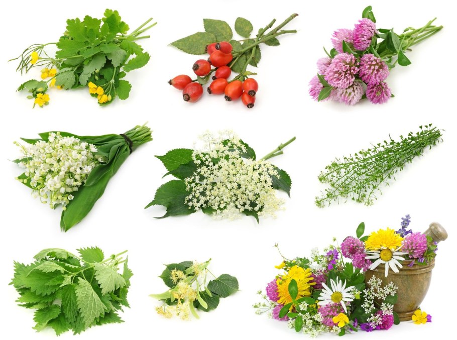 Лекарства из растений