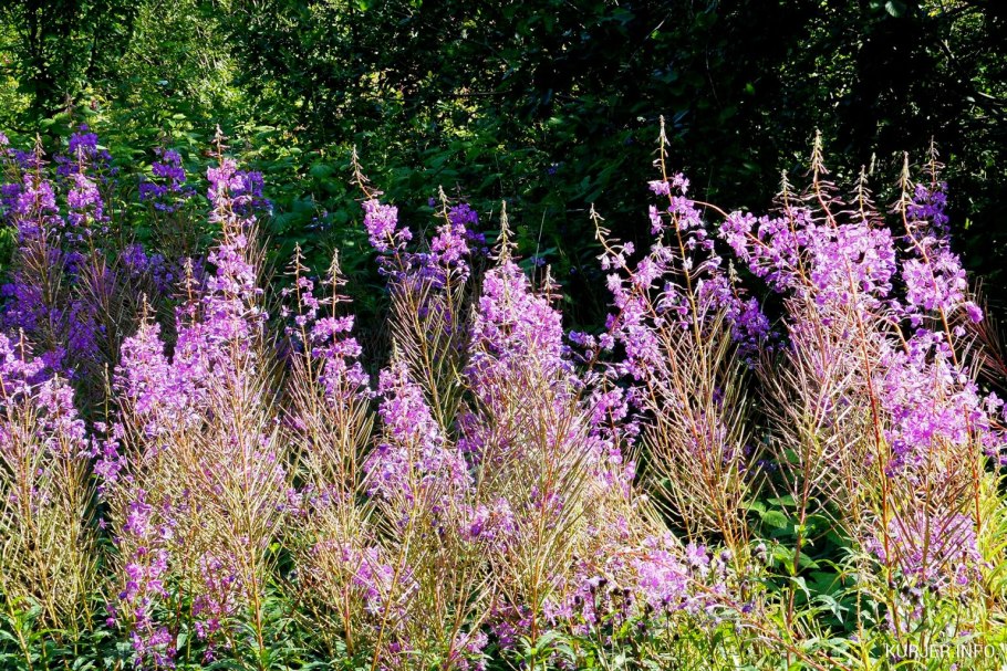 Лекарственные растения