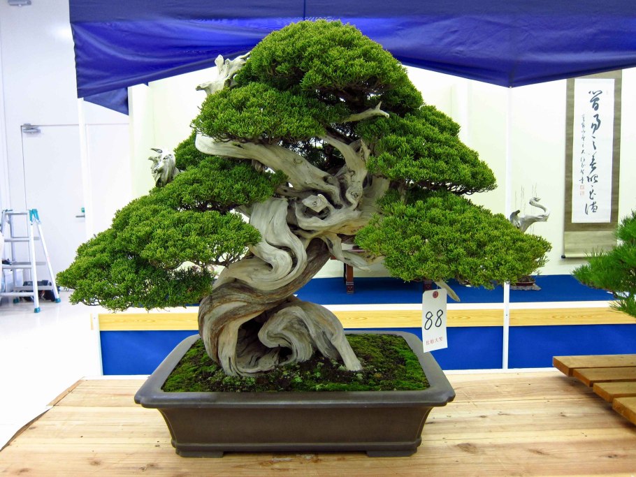 Периода Камакура бонсай