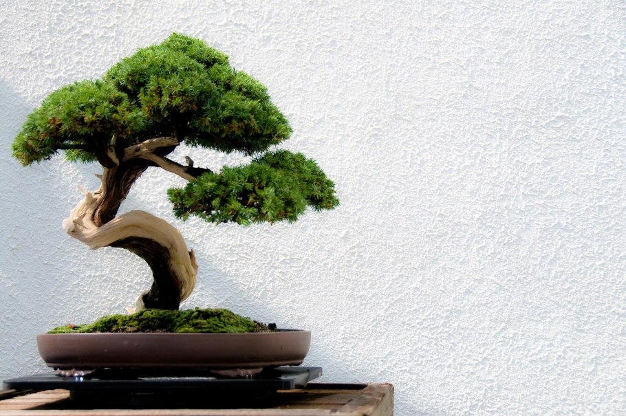 Японское дерево бонсай