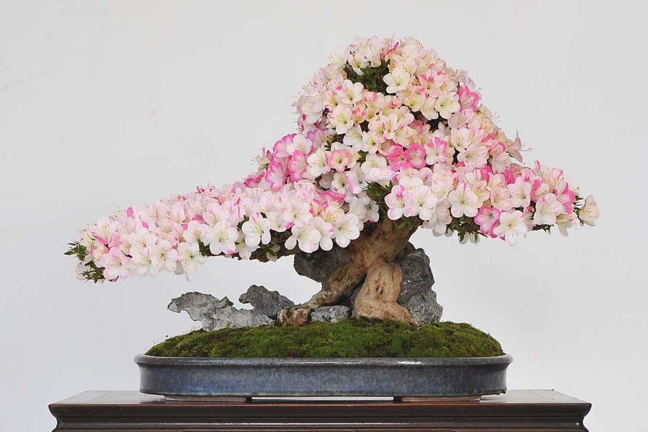 Японские деревья бонсай Сакура