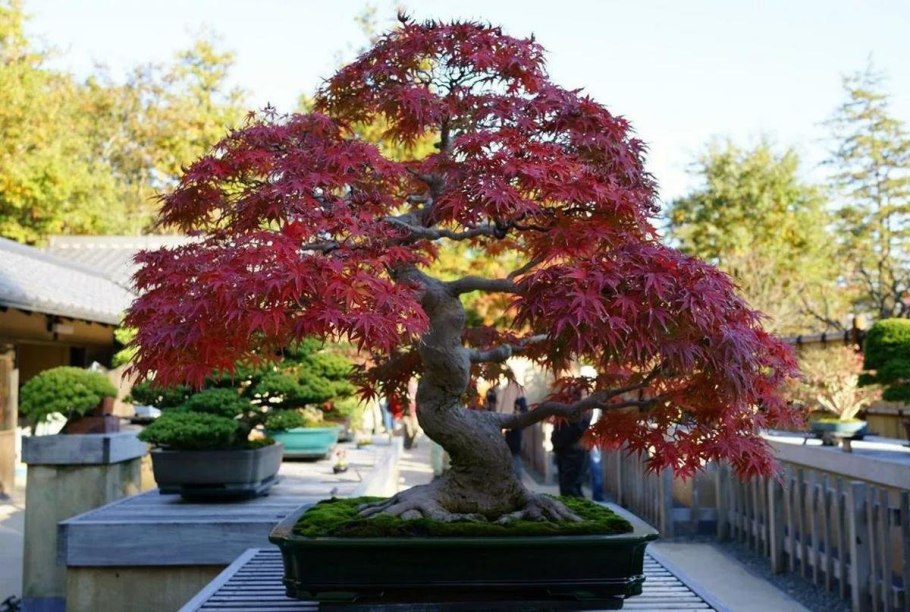 Краснолистный клен бонсай