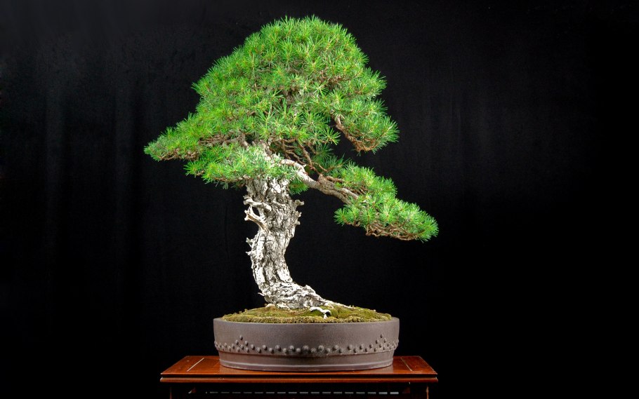 Бонсай Япония