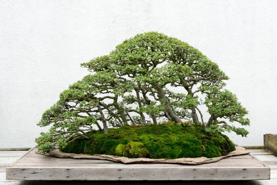 Бонсай (Bonsai) Mayot & Seemee