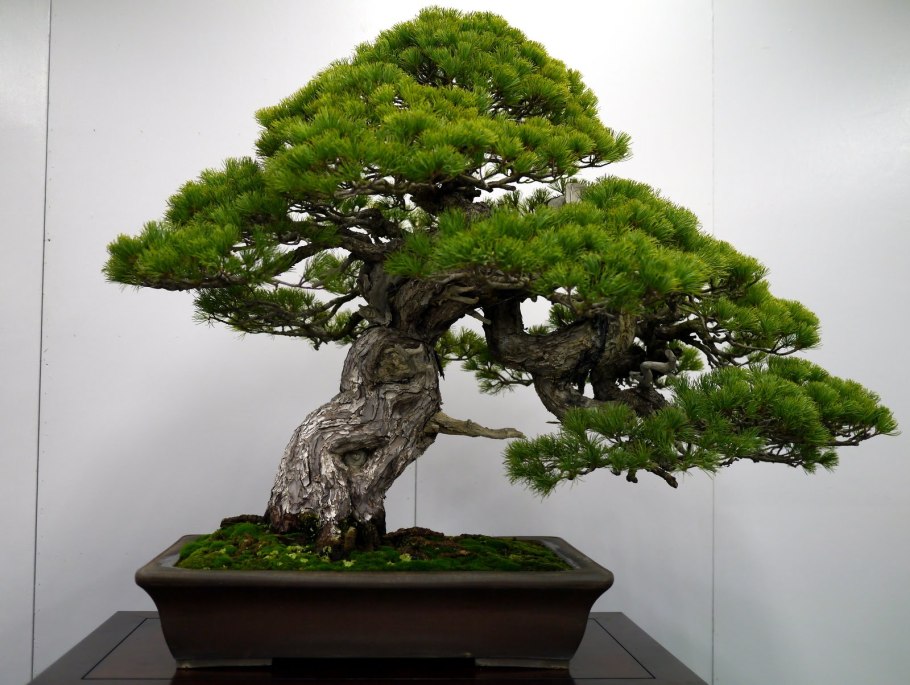 Дерево Pine Bonsai