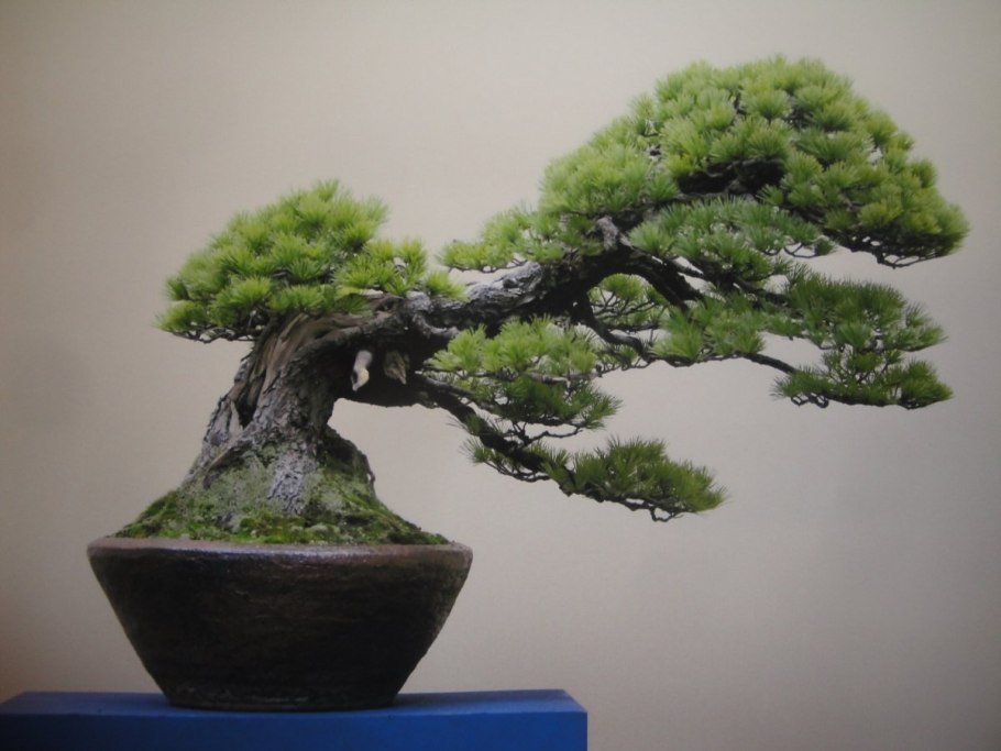 Чокан бонсай