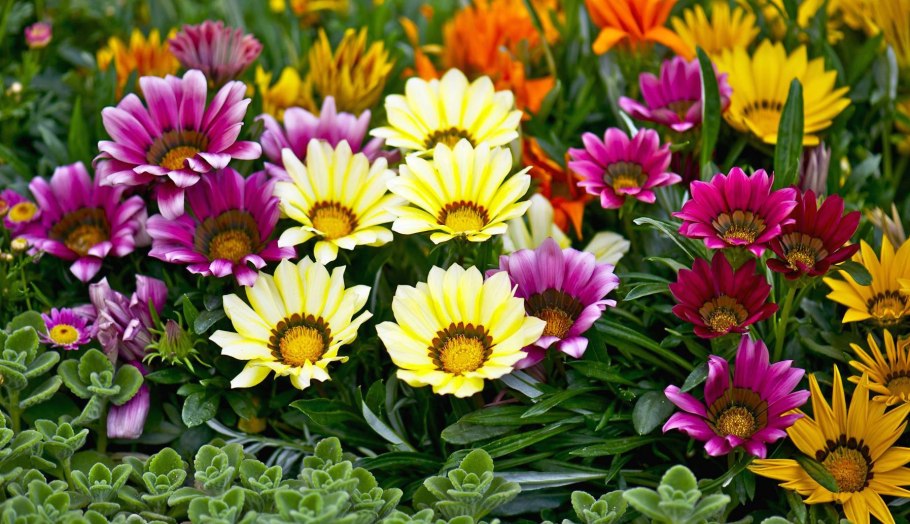 Гацания Муза