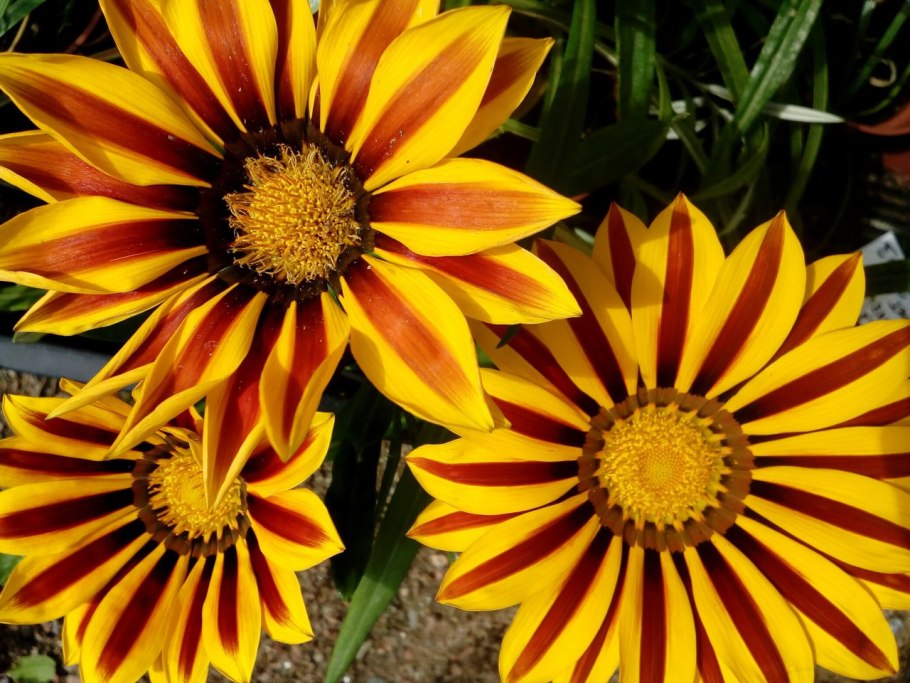 Гацания длиннострелковая