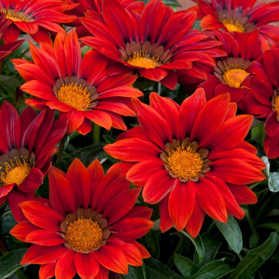 Гацания Нью дей ред