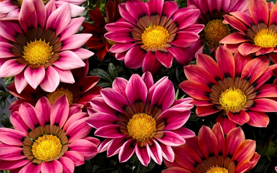 Гацания и газания