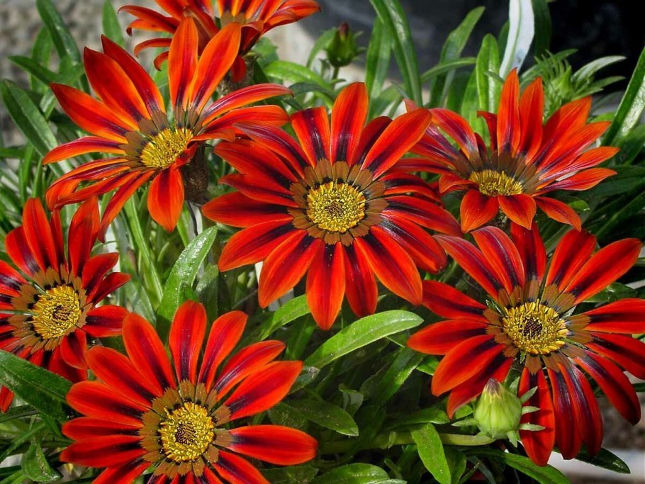 Гацания и газания