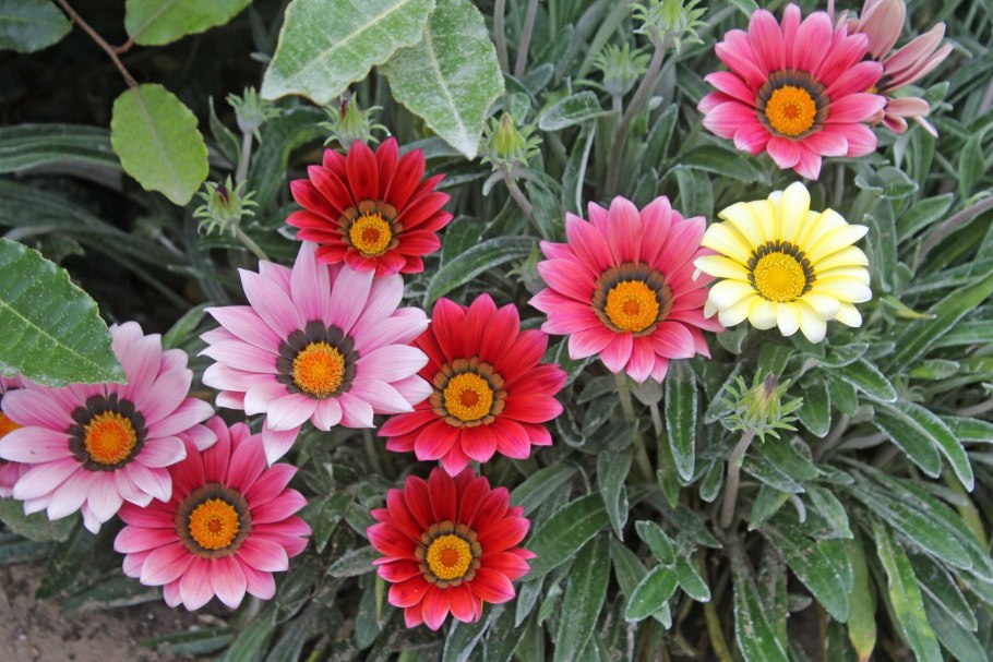 Гацания Кисс Роуз