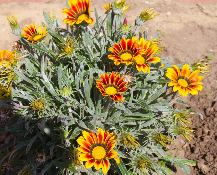 Цветок гацания многолетник