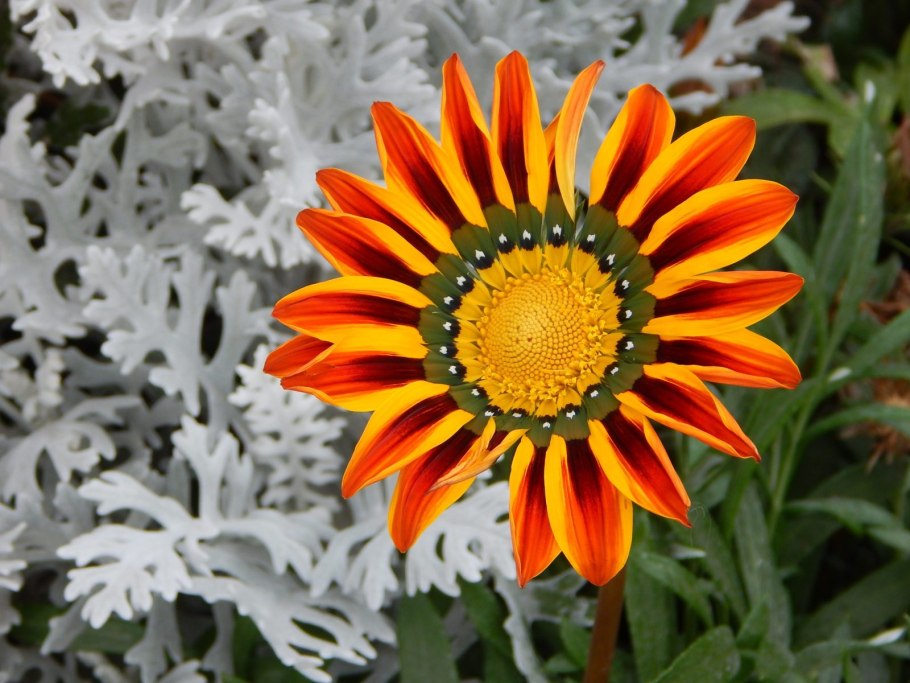 Гацания Саншайн