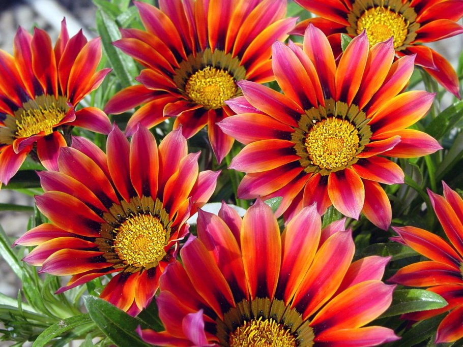 Гацания Триада