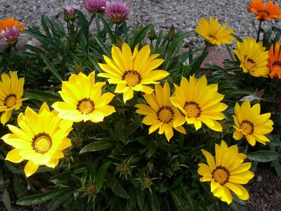 Гацания Йеллоу