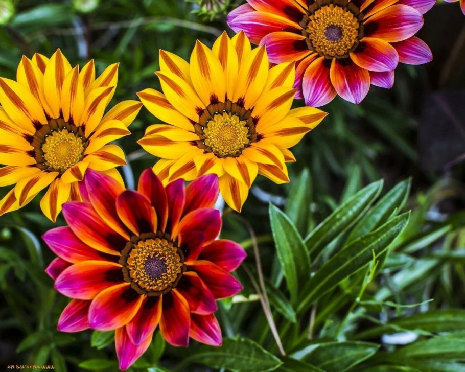 Гацания фиолетовая