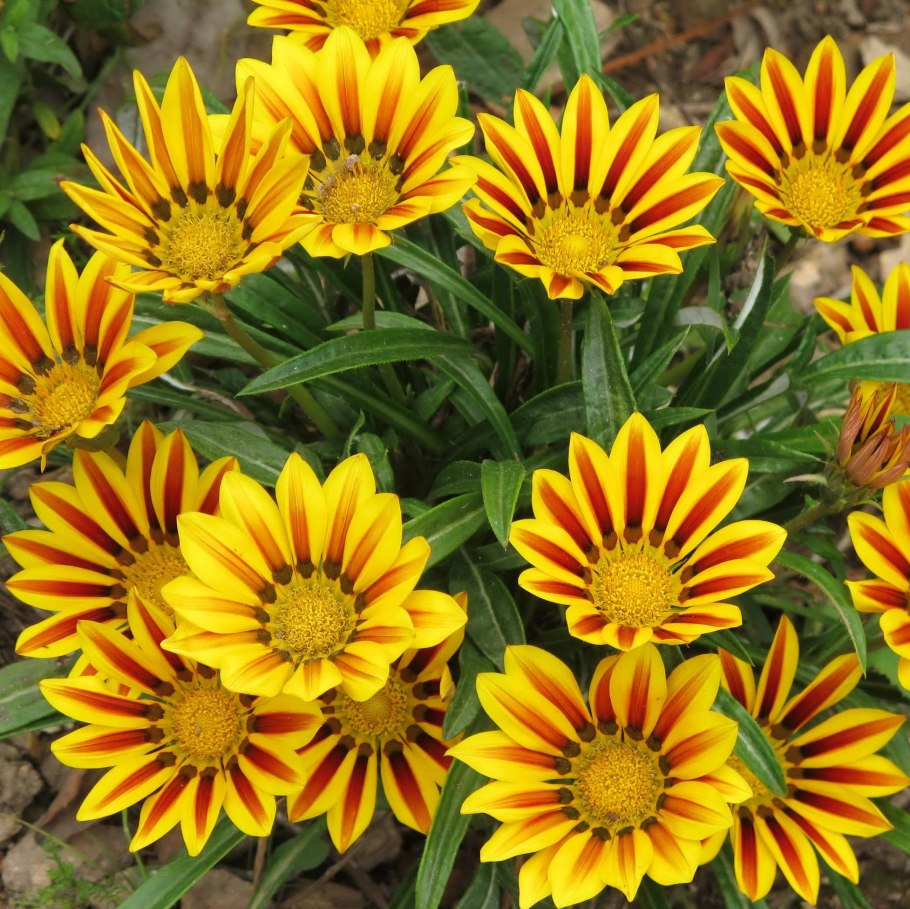 Гацания длиннострелковая