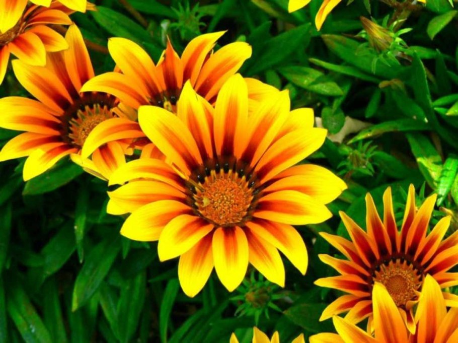 Гацания Триада