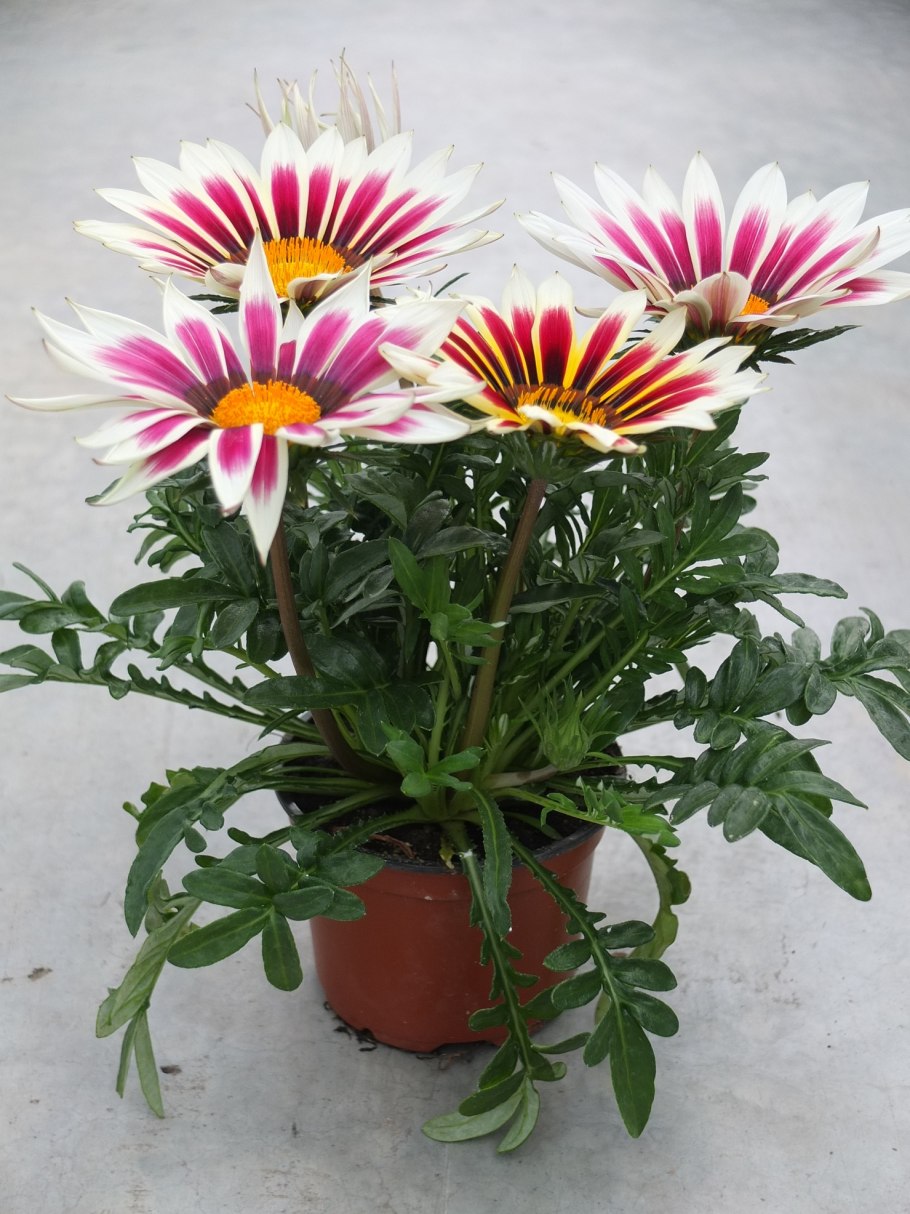 Африканская Ромашка газания