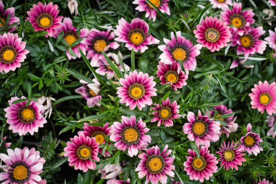 Гацания Нью Дэй