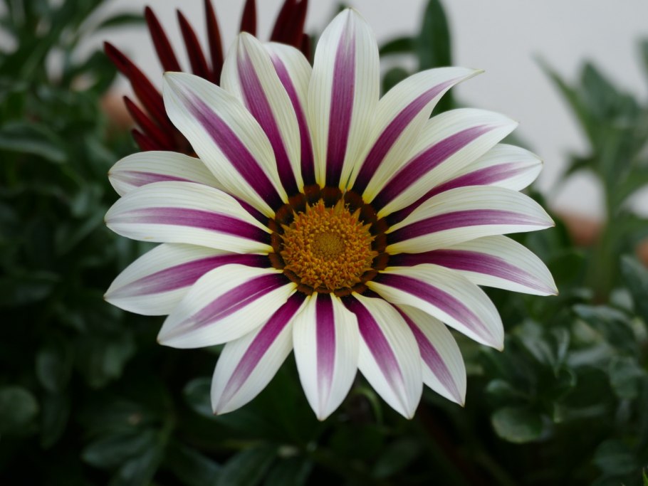 Гацания длиннострелковая