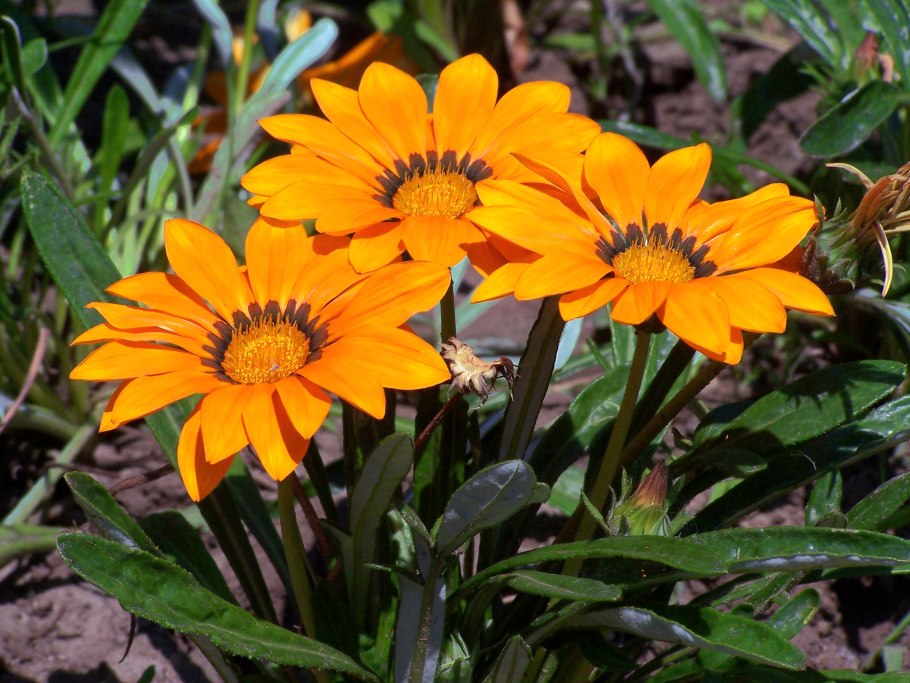 Гацания длиннострелковая