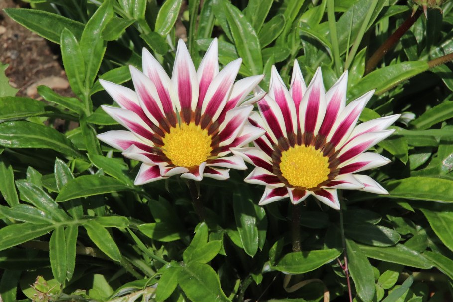 Газания цветок