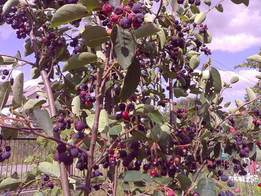 Ирга мушмула ягода