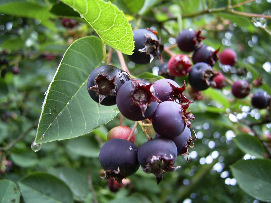 Ягодное дерево ирга