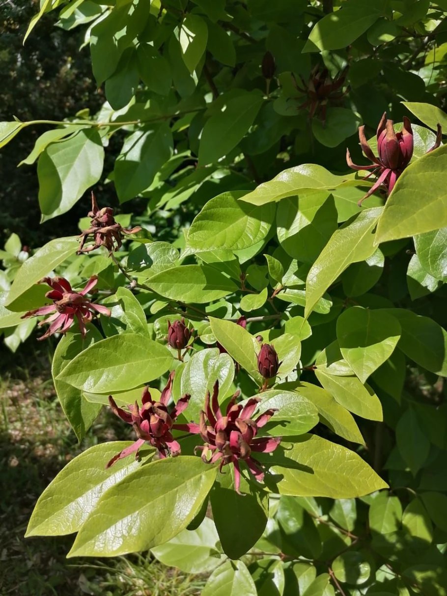 Ароматные деревья Сочи