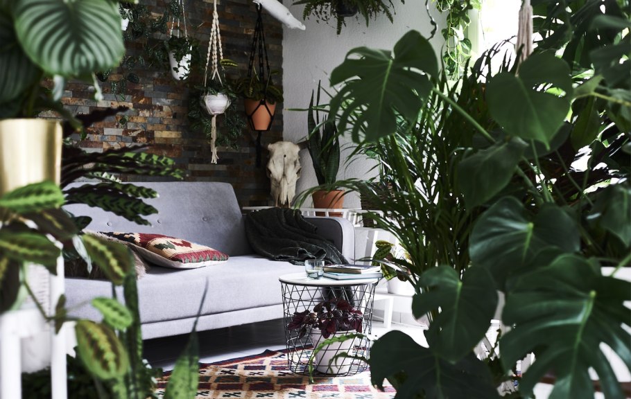 Комнатные джунгли