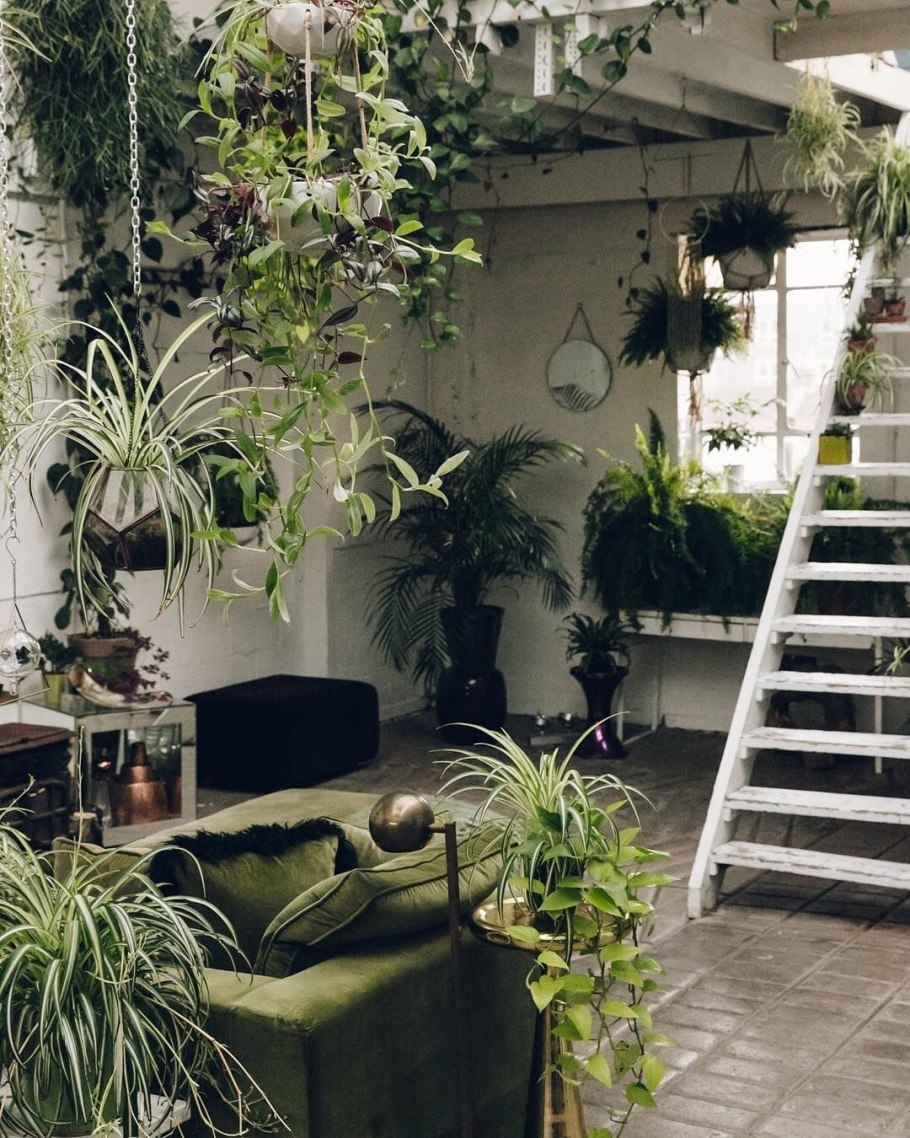 Комната с растениями