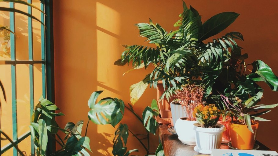 Эстетичная комната с растениями
