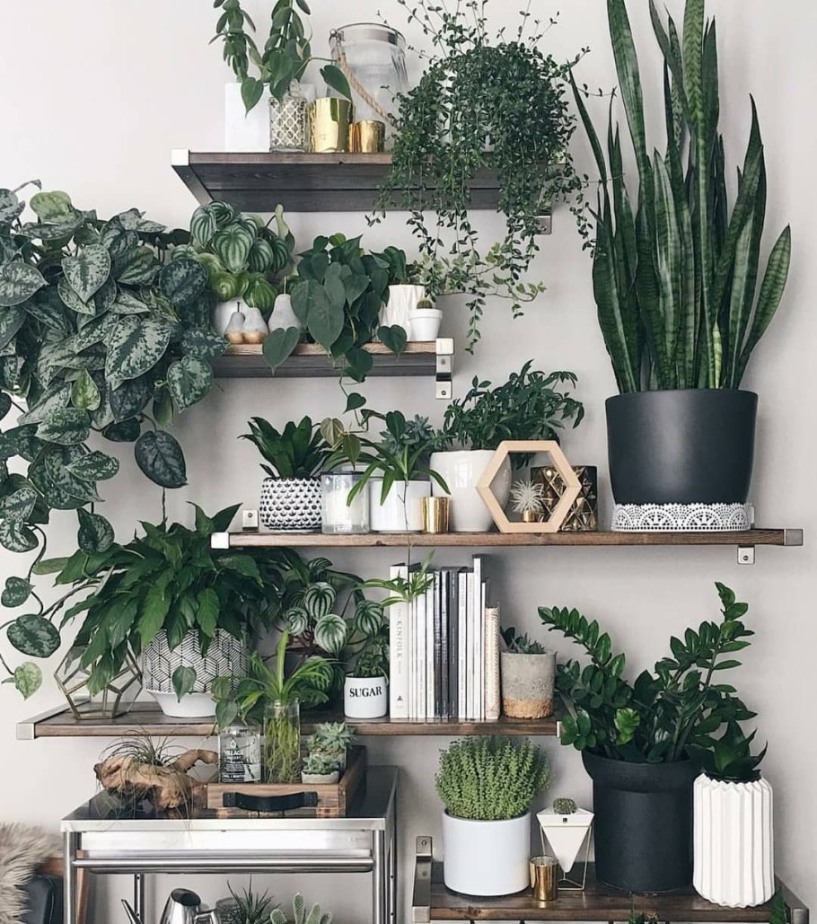 Комнатные цветы в интерер