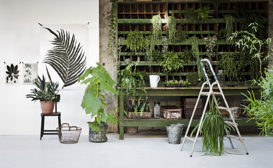 Растения лофт