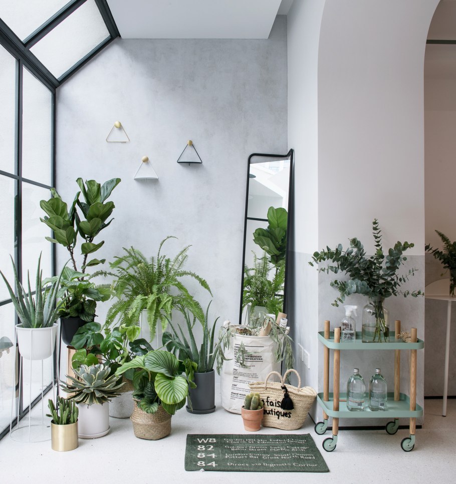 Зимний сад на подоконнике