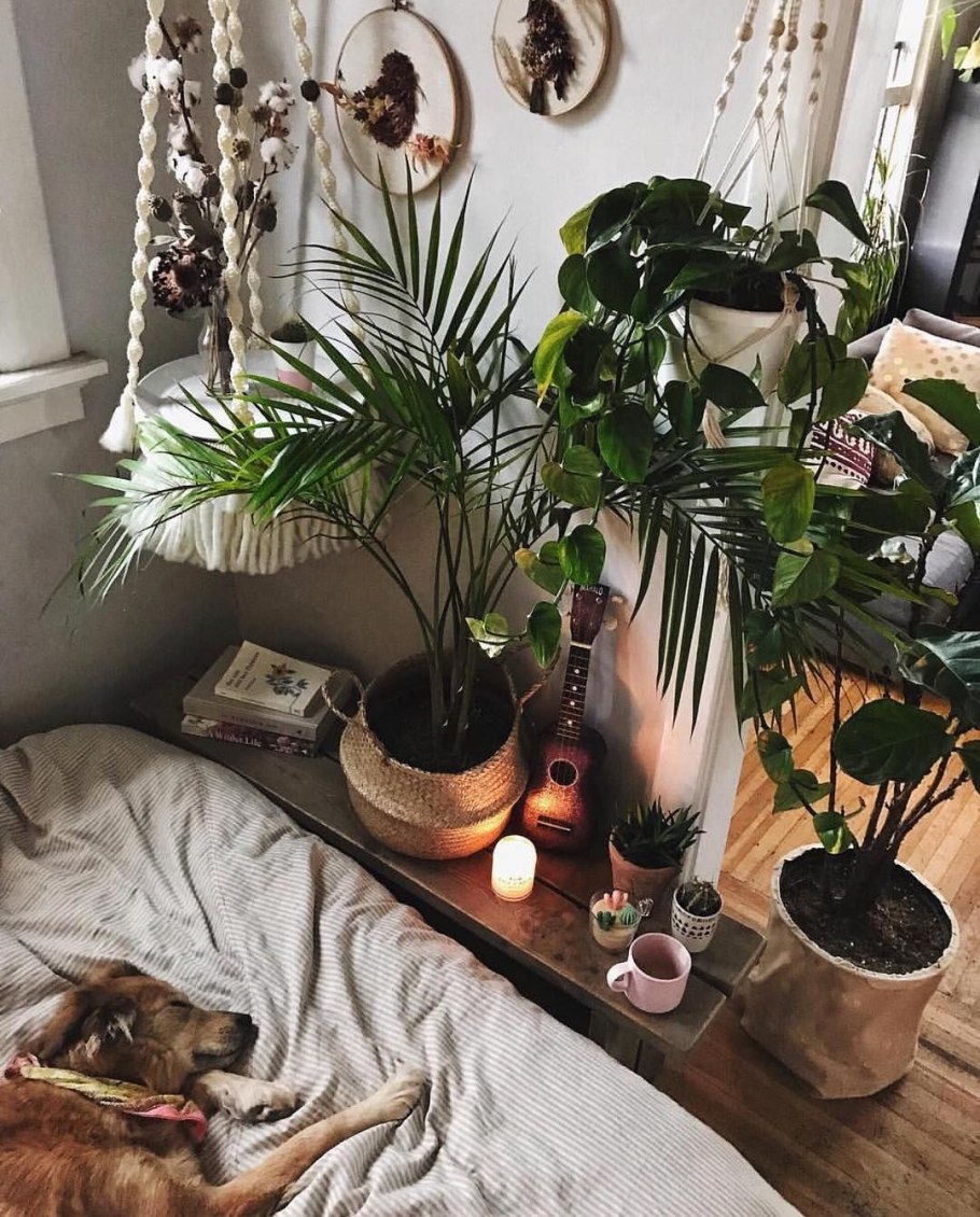 Уютная комната с растениями Эстетика