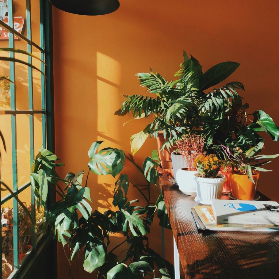 Комнатные растения Эстетика