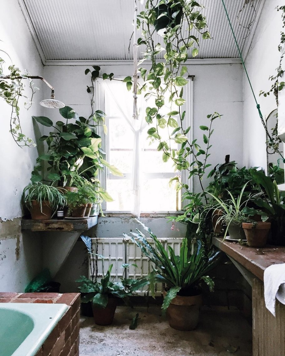 Зимний сад на подоконнике