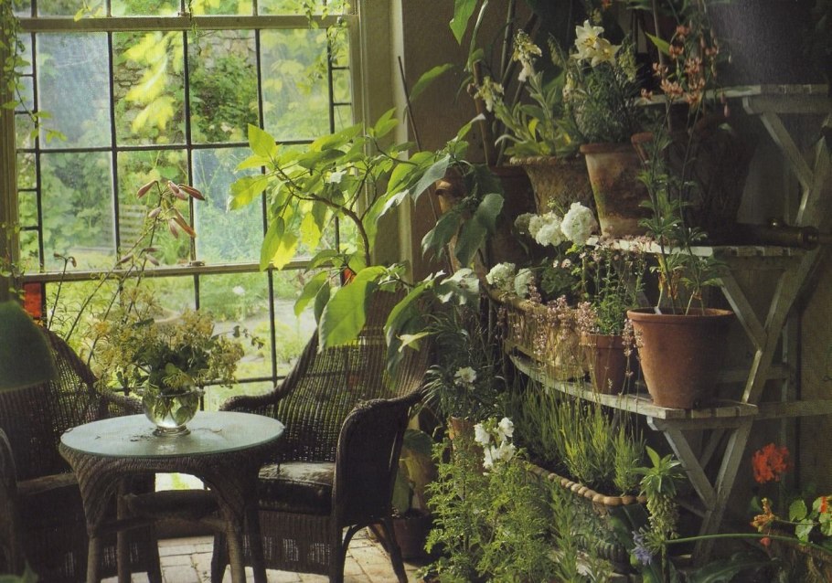 Растения Эстетика