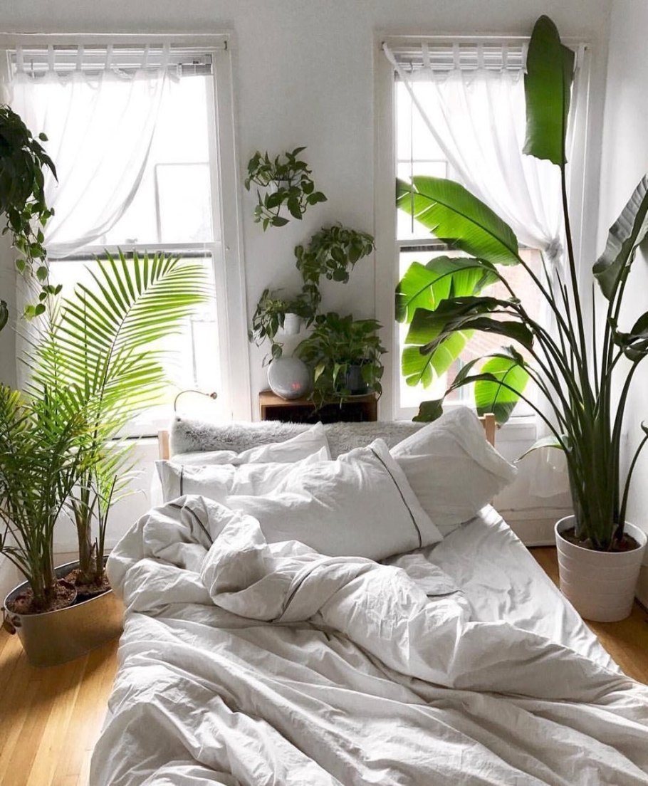 Комнатные растения в спальне