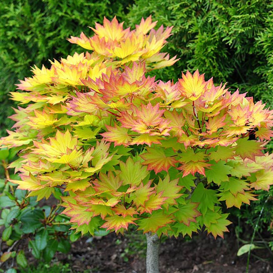 Клён ширасаванский Ауреум