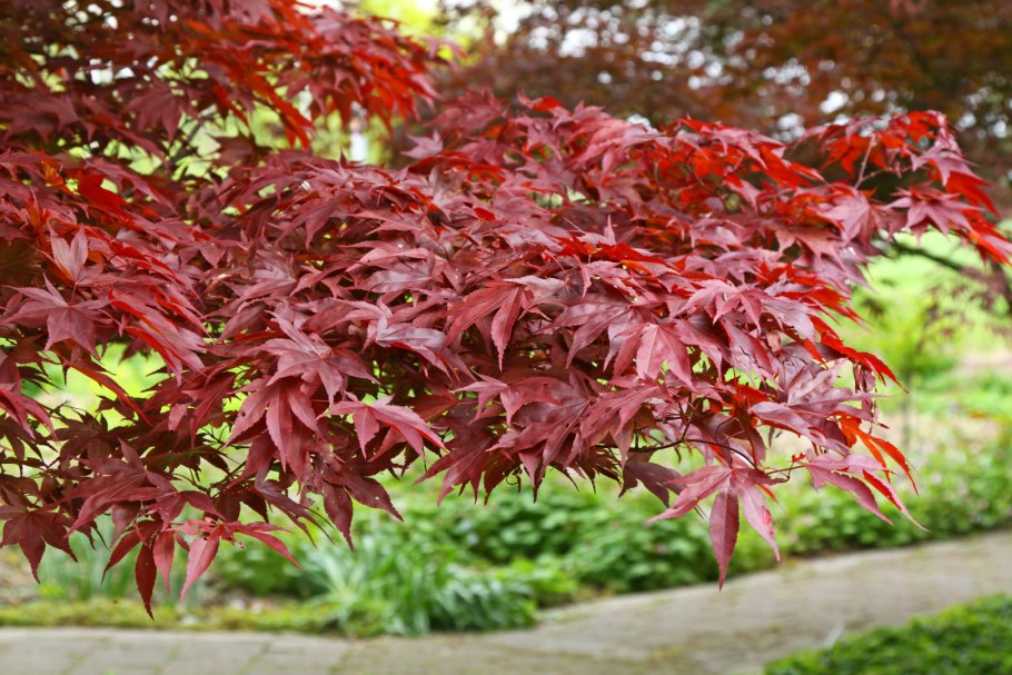 Клен дланевидный Acer palmatum