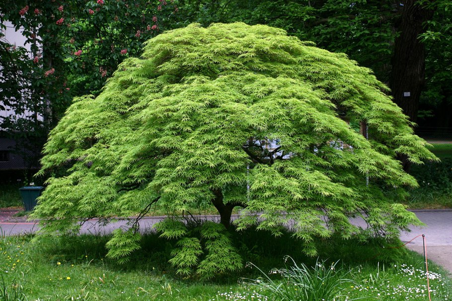 Клен дланевидный