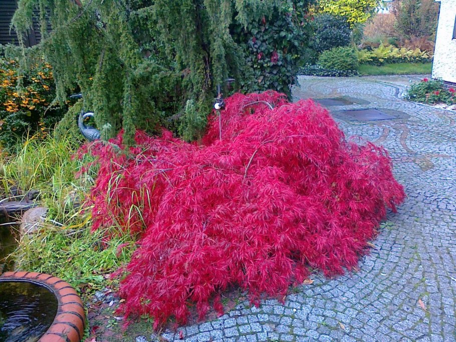 Декоративные растения Москвы