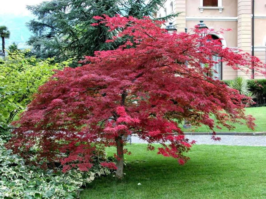 Клён веерный Acer palmatum Atropurpureum