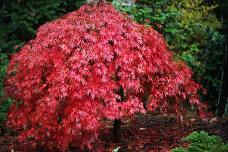 Клён пальмолистный Acer palmatum