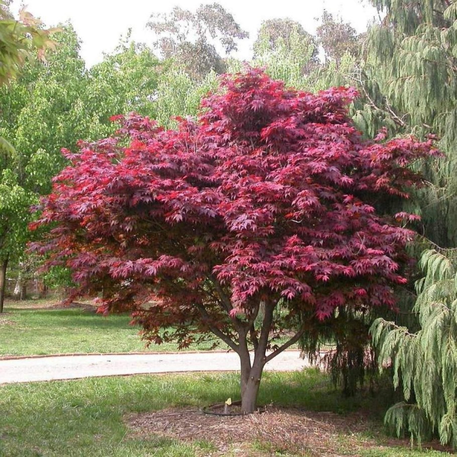 Клен японский Атропурпуреум