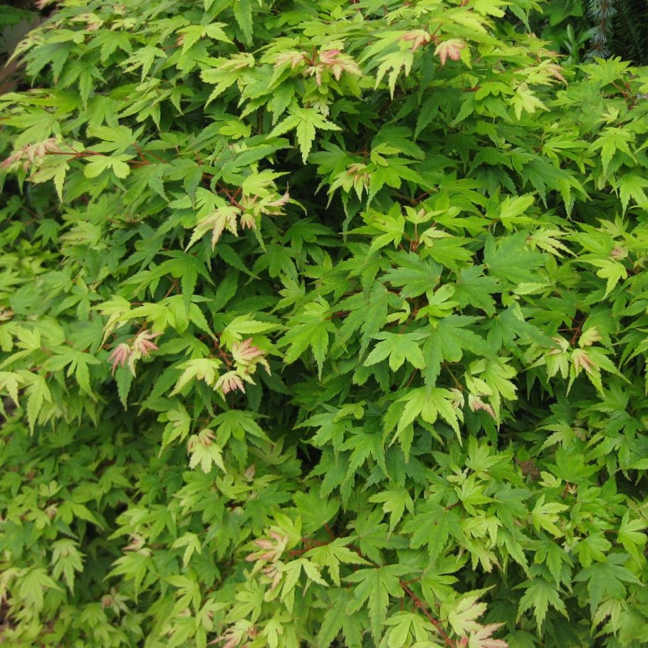 Карликовый клен